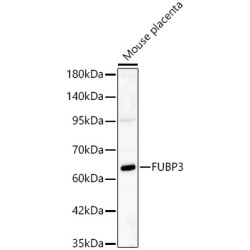 FUBP3 Rabbit pAb