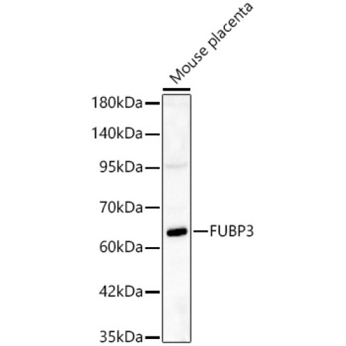 FUBP3 Rabbit pAb