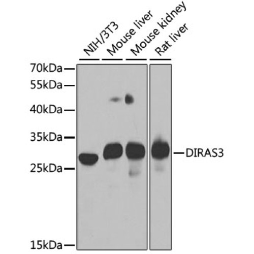 DIRAS3 Rabbit pAb