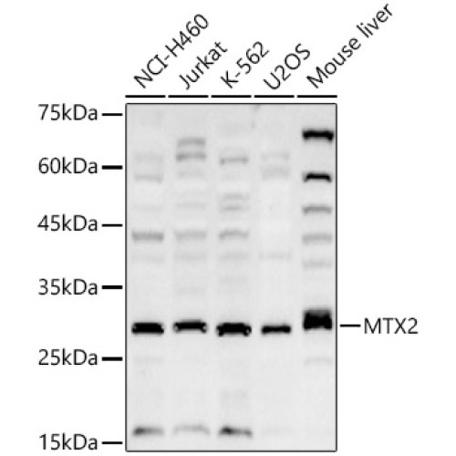 MTX2 Rabbit pAb