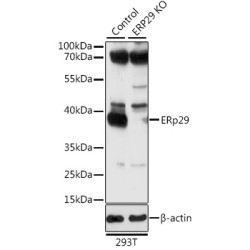 ERp29 Rabbit pAb
