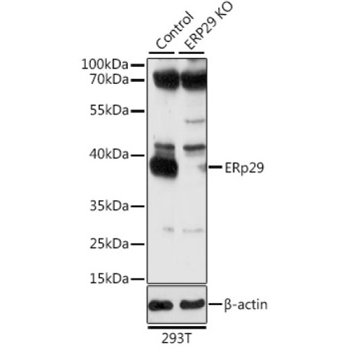 ERp29 Rabbit pAb