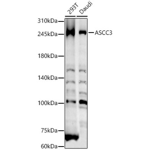 ASCC3 Rabbit pAb