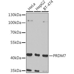 PRDM7 Rabbit pAb
