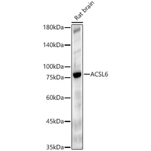 ACSL6 Rabbit pAb