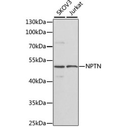 NPTN Rabbit pAb