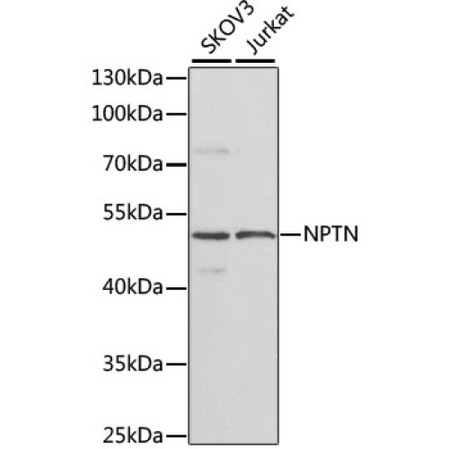 NPTN Rabbit pAb