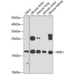 B9D1 Rabbit pAb