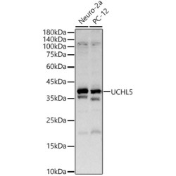 UCHL5 Rabbit pAb