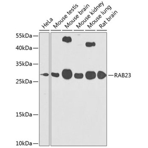RAB23 Rabbit pAb