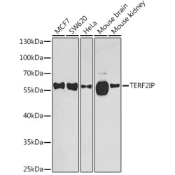 TERF2IP Rabbit pAb