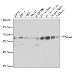 MCCC2 Rabbit pAb