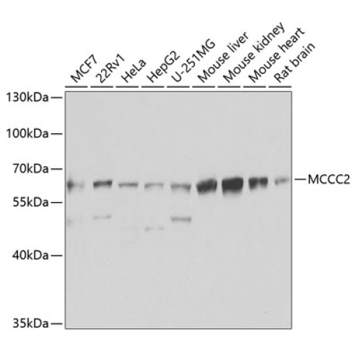 MCCC2 Rabbit pAb