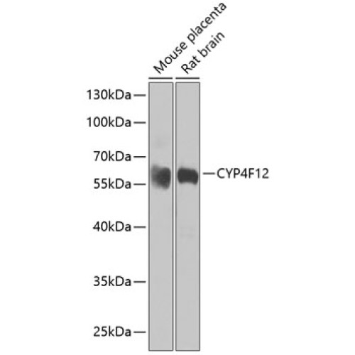CYP4F12 Rabbit pAb