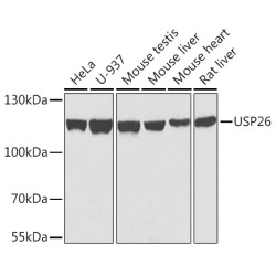 USP26 Rabbit pAb