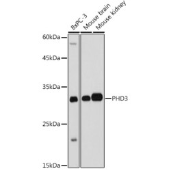 PHD3 Rabbit pAb
