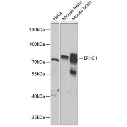 EFHC1 Rabbit pAb