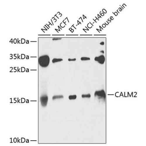 CALM2 Rabbit pAb