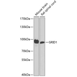 GRID1 Rabbit pAb