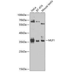 MLF1 Rabbit pAb