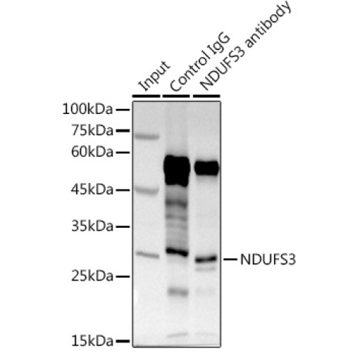 NDUFS3 Rabbit pAb
