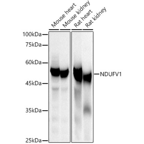 NDUFV1 Rabbit pAb