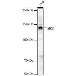 SIK3 Rabbit pAb