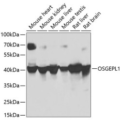 OSGEPL1 Rabbit pAb