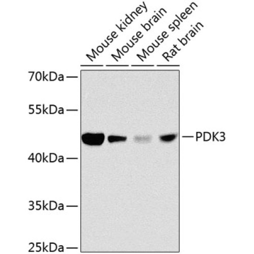 PDK3 Rabbit pAb