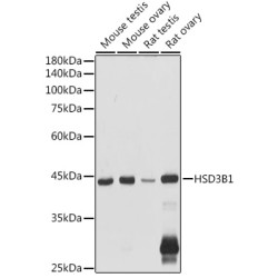 HSD3B1 Rabbit pAb