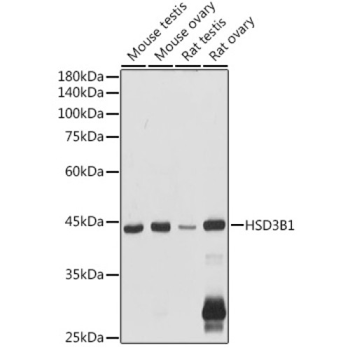 HSD3B1 Rabbit pAb
