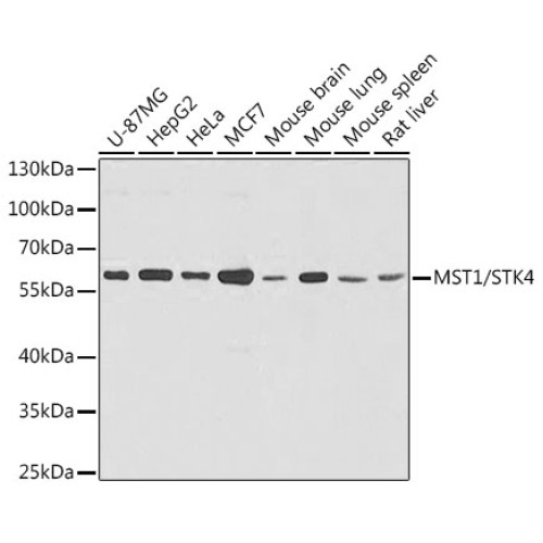 MST1/STK4 Rabbit pAb
