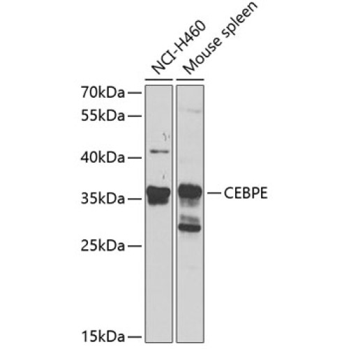 CEBPE Rabbit pAb