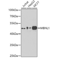 MBNL1 Rabbit pAb