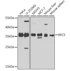 RFC5 Rabbit pAb