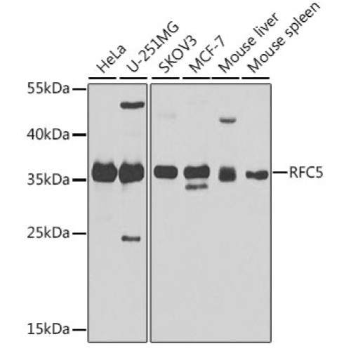 RFC5 Rabbit pAb