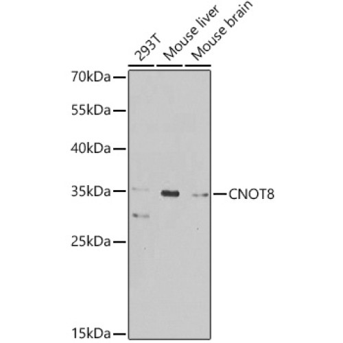 CNOT8 Rabbit pAb