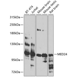 MED24 Rabbit pAb
