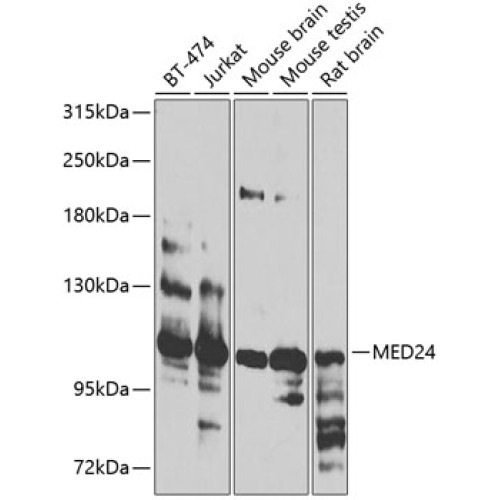 MED24 Rabbit pAb