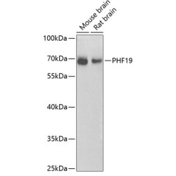 PHF19 Rabbit pAb