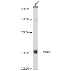 EVA1A Rabbit pAb
