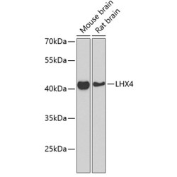 LHX4 Rabbit pAb