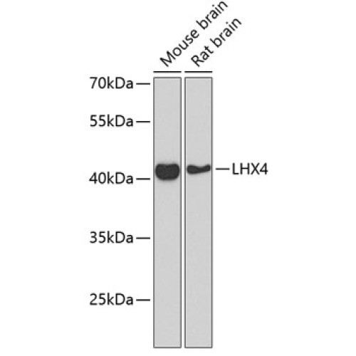 LHX4 Rabbit pAb