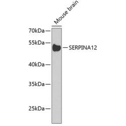 SERPINA12 Rabbit pAb