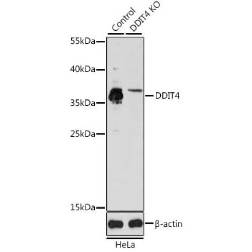 [KO Validated] DDIT4 Rabbit pAb
