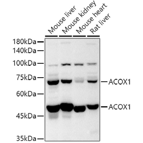ACOX1 Rabbit pAb