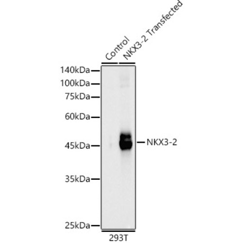 NKX3-2 Rabbit pAb