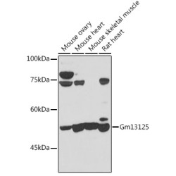 Gm13125 Rabbit pAb