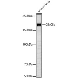C5/C5a Rabbit pAb