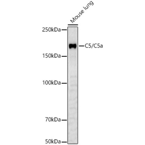 C5/C5a Rabbit pAb